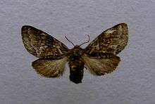 Gluphisia crenata - femelle