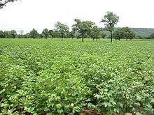 Champ de coton dans le nord du Bénin (2004).