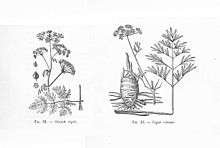 Grande ciguë et ciguë vireuse. Dr Ch. Vibert, Précis de Toxicologie clinique & médico-légale, 2e éd., Baillière & fils, 1907.