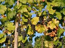 Vigne non effeuillée : les feuilles au niveau des grappes sont décolorées, elles ne participent plus à la photosynthèse.