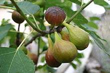 Une grappe de figues.