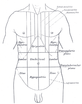 Repères de la face antérieure du tronc.