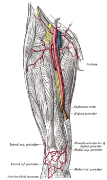 Vaisseaux et nerfs de la cuisse droite, vue antérieure