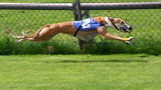 Contrairement aux chiens, le galop volant (temps de détente en l'air lors de la course) est propre aux lévriers[a 1].