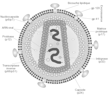 aids是什么意思