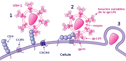 Processus d'attachement du VIH :
1) Fixation de la gp120 au récepteur CD4

2) Fixation d'une boucle variable de la gp120 au corécepteur et fixation de la gp41 sur la membrane cellulaire

3) Pénétration dans la cellule.