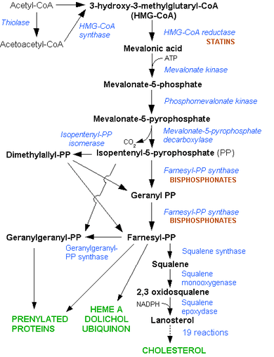 La synthèse du cholestérol par la voie de l'hydroxyméthyl-CoA réductase.