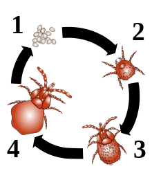 Vie parasitaire : 1. Œufs 2. Larve 3. Nymphe 4. Imago