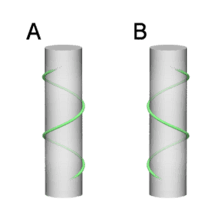 Hélice circulaire avec un pas à droite (A) ou à gauche (B)