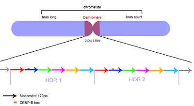 Organisation de l'ADN centromérique.Les flèches correspondent aux monomères. Les couleurs indiquent les écarts d'identité (polymorphismes) de séquences. Les HOR sont très semblables, mais les monomères au sein des HOR sont très différents.