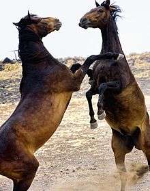 Les chevaux qui jouent peuvent se cabrer lors de simulacres de combat.