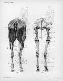 Anatomie de la croupe du cheval.