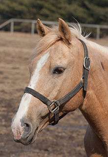 Cheval équipé d'un licol classique, en matière synthétique.