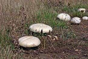 Agaricus arvensis.