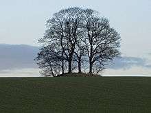 Quand plusieurs arbres poussent de concert, malgré une apparente compétition pour l'accès à la lumière, il est fréquent que leurs houppiers ne s'interpénètrent pas. Francis Hallé parle d'un phénomène de timidité des branches qui stoppent leur croissance quand elles s'approchent d'une branche d'un autre arbre, encore mal compris