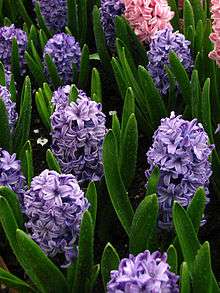 Cultivar «Delft Blue»