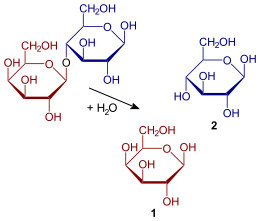 Hydrolyse du lactose.