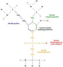 Liaison de trois régions polypeptidiques avec formation d’un hydroxypyridinium