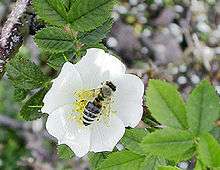 Hyménoptère butinant sur une rose