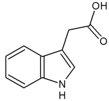 Une auxine : l'acide indole 3-acétique