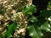 Houx (feuilles et inflorescence)