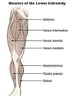 Muscles de la jambe, dont le mollet