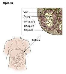 Position de la rate (spleen en anglais) en vue antérieure (vue de face).