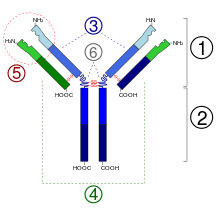 1. Fragment Fab2. Fragment Fc3. Chaîne lourde (en bleu) avec une région variable (VH) suivie d'une région constante (CH1), une région charnière, et deux autres régions constantes (CH2 and CH3).4. Chaîne légère (en vert) avec une région variable (VL) et une constante (CL)5. Paratope6. Régions charnières.