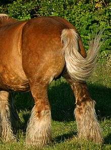 Croupe d'un cheval de trait.