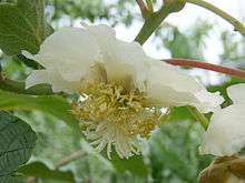 Une fleur femelle de kiwi.