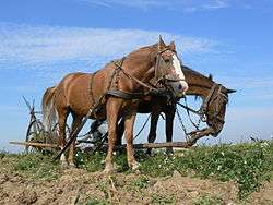 La traction hippomobile a été parmi les plus utilisées en Agriculture