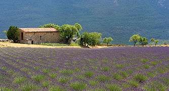 Champ de lavande en Provence.