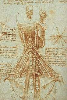 Anatomie du cou selon Léonard de Vinci