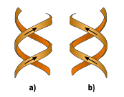 Double hélice droite (a) et gauche (b).