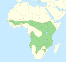 Répartition géographique actuelle du lion en Afrique