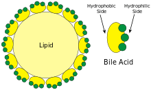 Une micelle lipidique