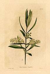 Olea europaea, gravure de W. Miller.