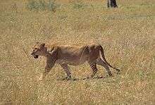 Une lionne à la recherche d'un gibier.