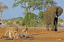 Jeune éléphant ayant été la proie de lionnes à Savuti