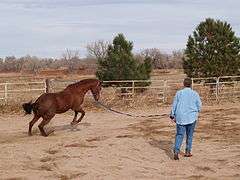 Longe d'équitation.