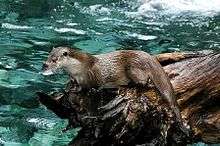 La loutre peut rester en apnée jusqu’à huit minutes sous l’eau.