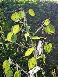 Fruits circulaires de la lunaire. On peut voir les graines par transparence