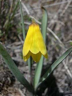 Fritillaria pudica