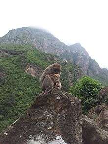 Un magot mâle nourri avec du pain par des touristes dans les gorges de Taskriout-Kherrata (Algérie)