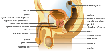 Appareil génital masculin