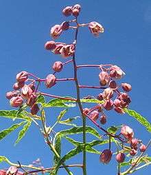 Fleurs de manioc dont les feuilles sont atteintes de la mosaïque.