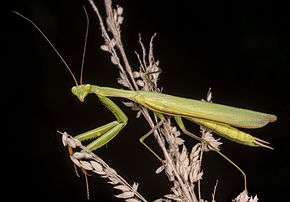 Mantis_religiosa_MHNT_enti%C3%A8re.jpg