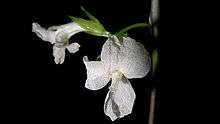 Fleur dépourvue de symétrie (ici Maranta subterranea)