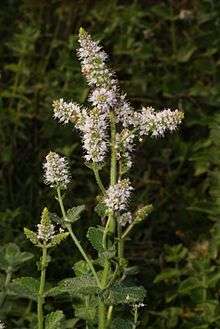 Mentha rotundifolia