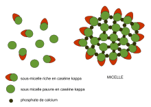 Modèle de la micelle de caséine, de Horne[38] :- les sous-micelles sont liées par des ponts phospho-calciques, - les sous-micelles riches en caséine kappa sont en surface